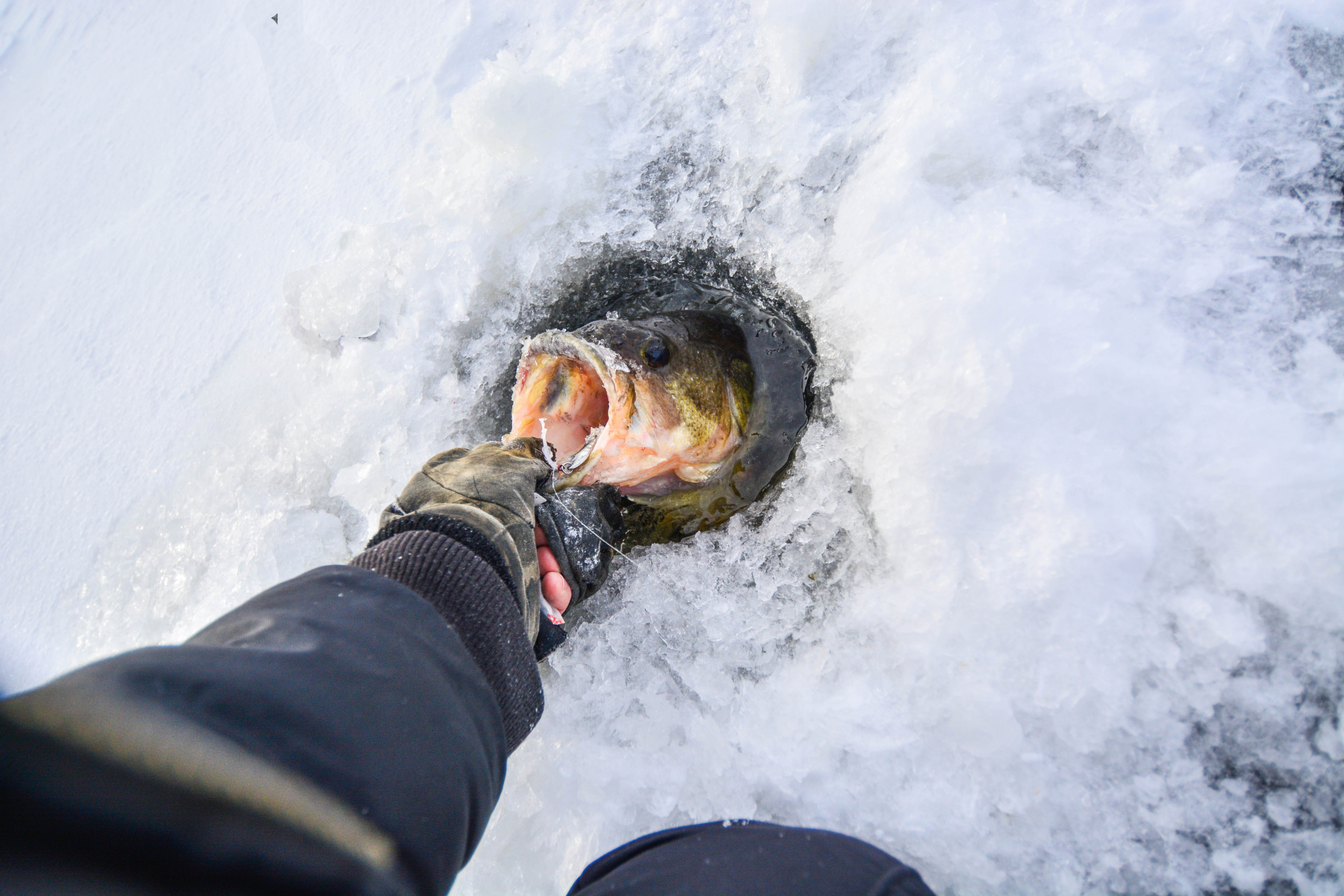 Largemouth bass on ice Man holding large trophy fish in his hands